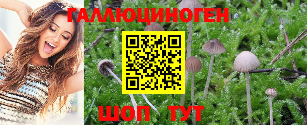 Псилоцибиновые грибы Psilocybe  Тара 