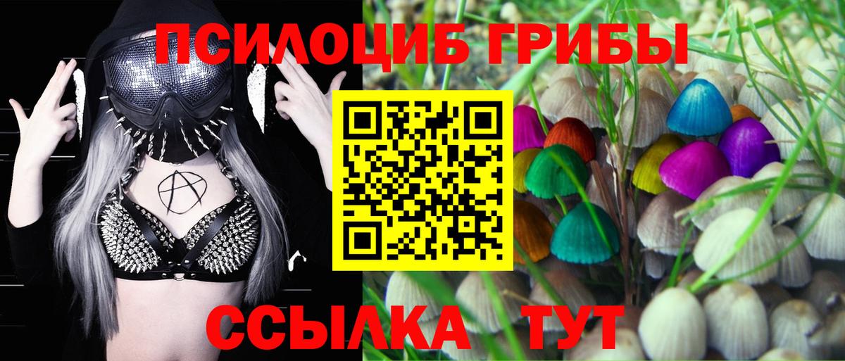 Псилоцибиновые грибы Psilocybe Тара